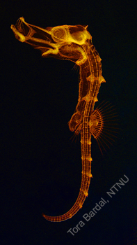 Seahorse