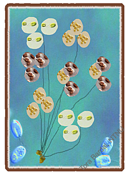 algeoppblomstring