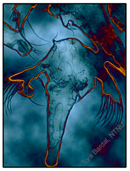 artemia ghost