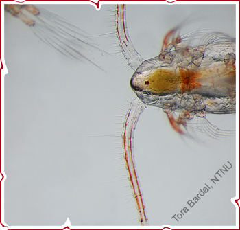 calanus finmarchicus