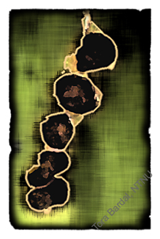 groennnever