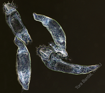 gyrodactylus salaris 