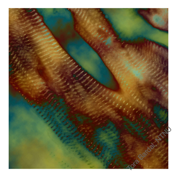 heart muscle salmon