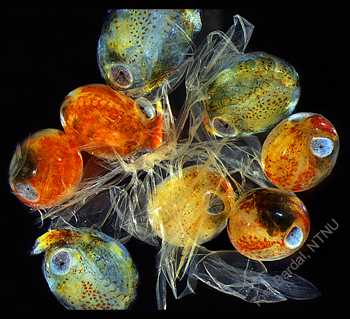 lobster eggs
