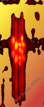 rhodomonas II