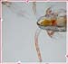 calanus finmarchicus