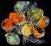 lobster eggs