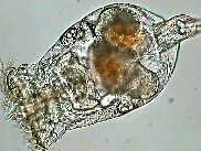 rotifer